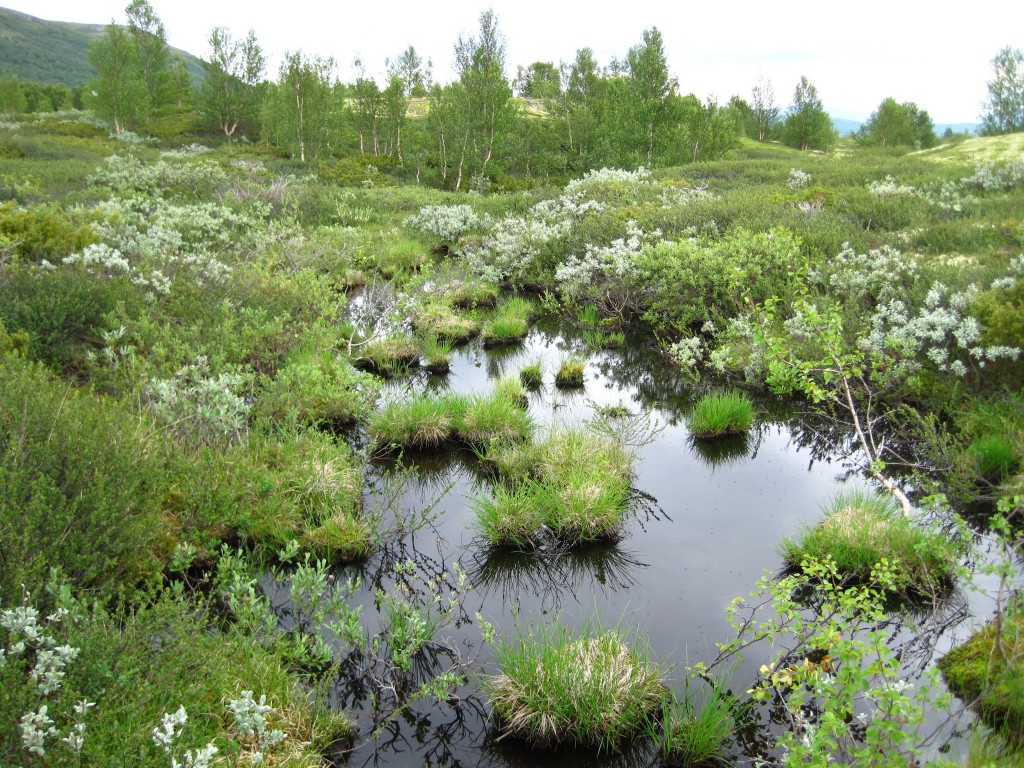 20110707-Norwegen770