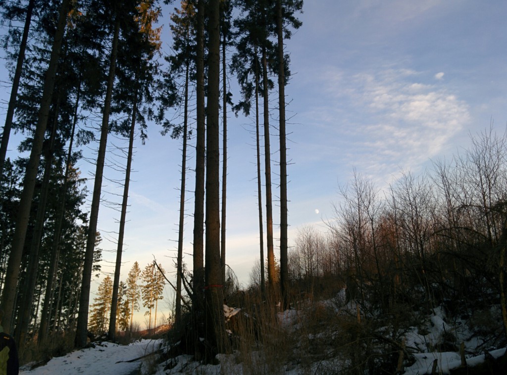 Waldspaziergang – Kyrill wandert noch immer mit wpid-wp-1420236334693.jpeg